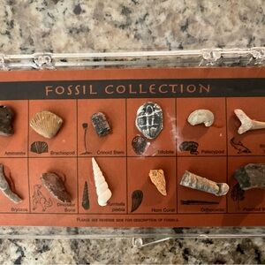 Vintage Fossil Collection Record Science Biology Evolution Stem Kit Each